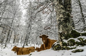 animal-278869_1280