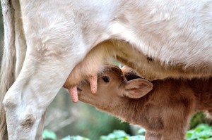 calf-244031_1280