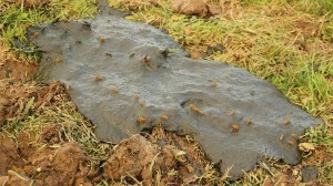 dung-207878_1280